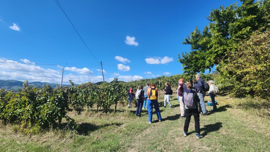 Wandelen wijngaard